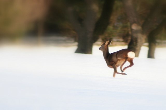 Deer 1 Deer 1