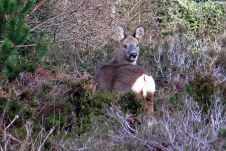 deer on the course jan 2013.JPG deer on the course jan 2013.JPG