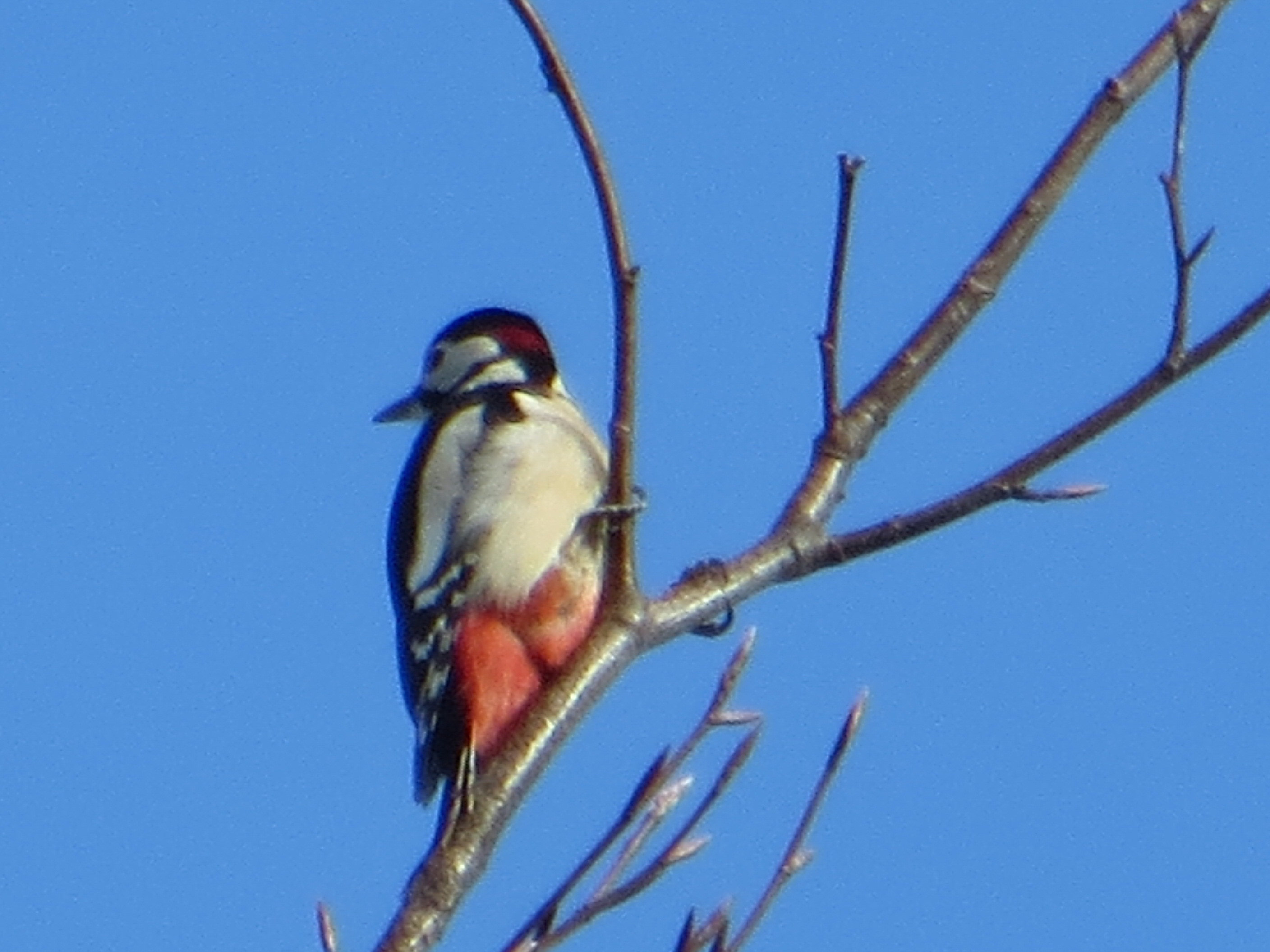 Spotted Woodpeck Spotted Woodpeck