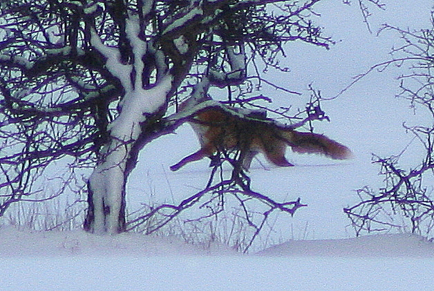 fox fox