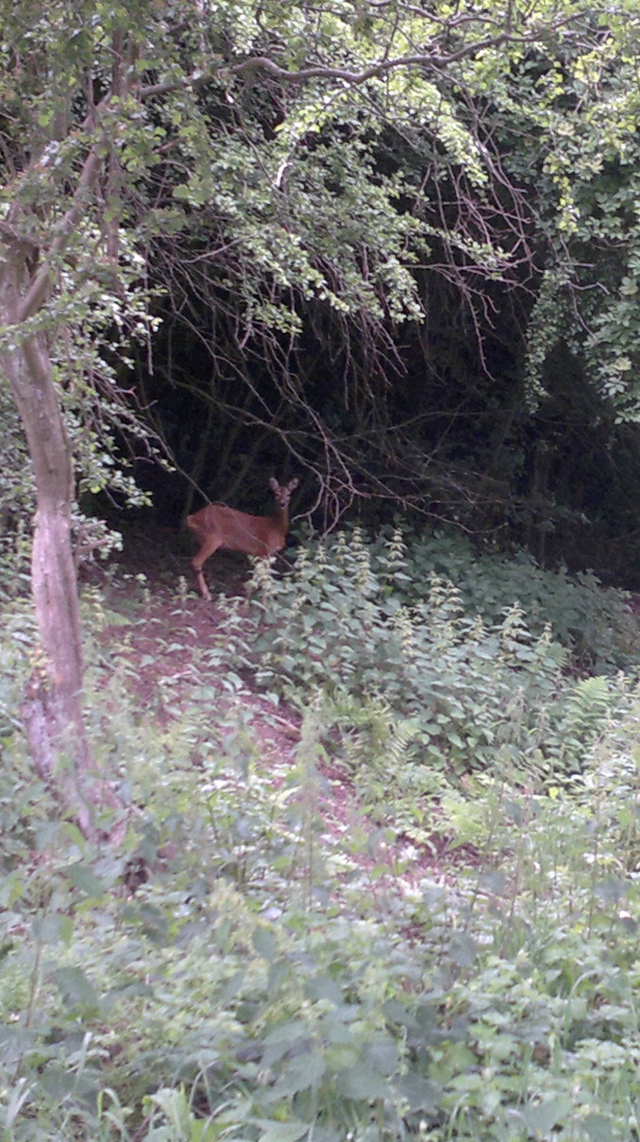young deer young deer