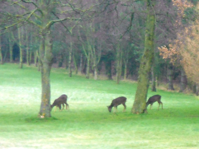 Deer 2014 a - Lesley Wheeler Deer 2014 a - Lesley Wheeler