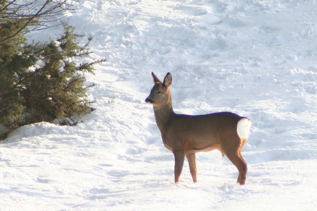 Deer 2 Deer 2