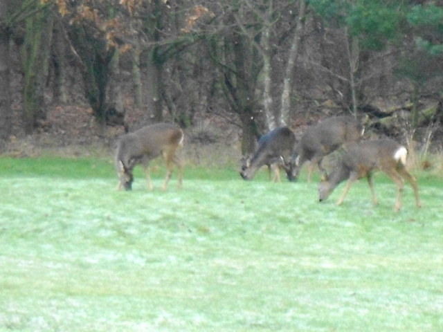 Deer 2014 b - Lesley Wheeler Deer 2014 b - Lesley Wheeler