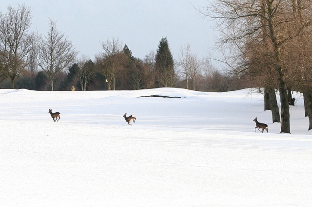 Deer 3 Deer 3